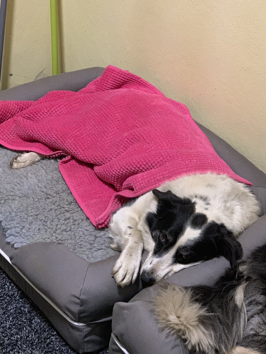 We1shchick's tweet photo. All cwtched up for the night ๐ด๐#softdog https://t.co/Z7aJIKk8FA