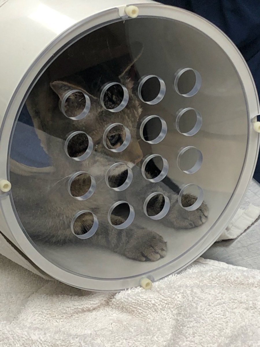 OleanderMedical's tweet photo. Started Companion Animal Pilot Safety Trial! #oncology #veterinary https://t.co/ElbLZZIRjE