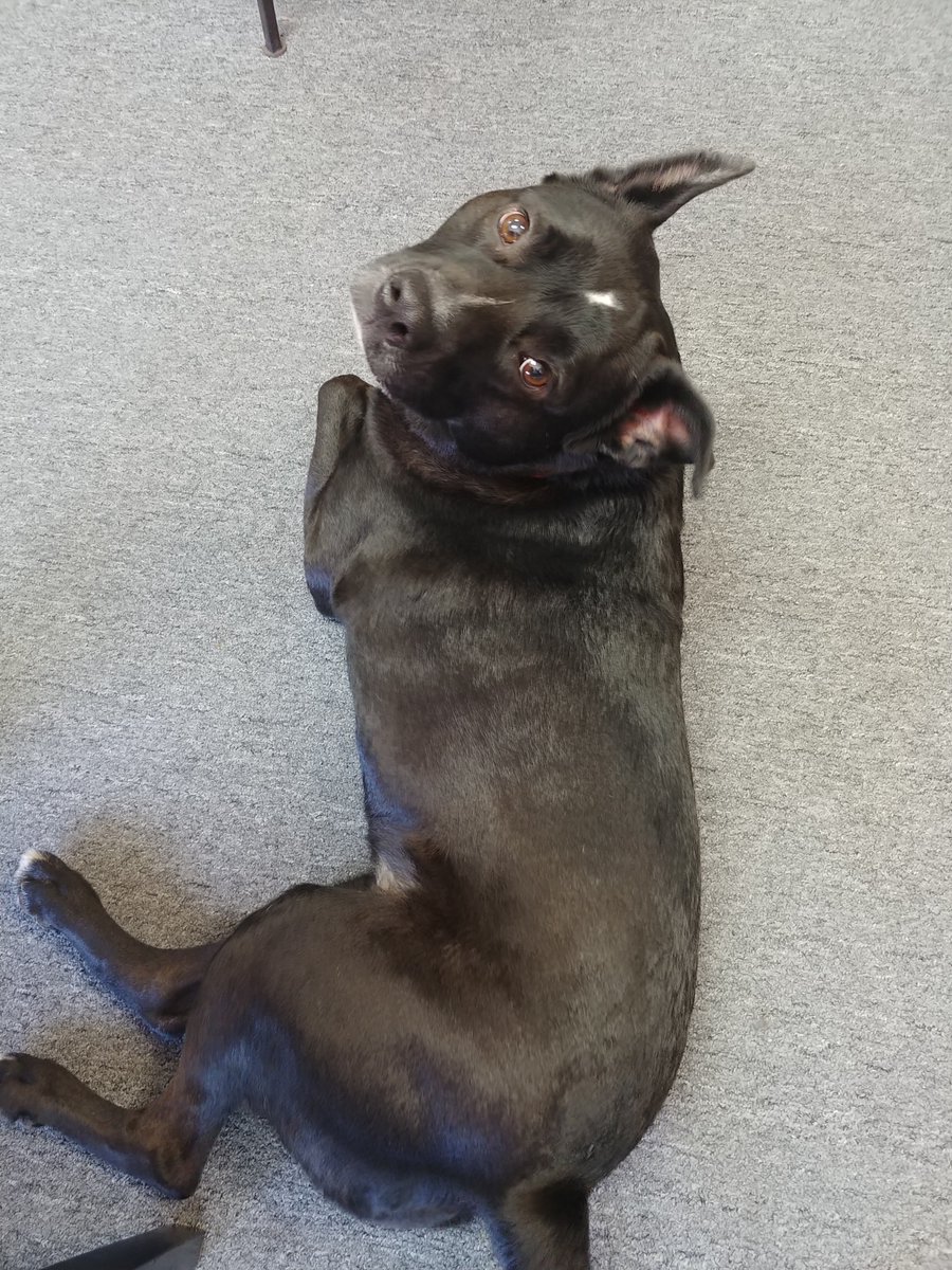 KnitoriousShop's tweet photo. Introducing our newest shop #pupper, Daphne! She is the #sweetest #doggy and can never get enough pets. We are a very #dogfriendly shop and encourage those with dogs themselves to bring them in and get some #love from all of us here at @KnitoriousShop https://t.co/dYPfik18WB