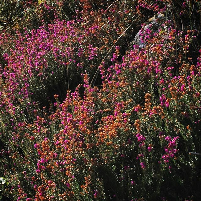 Colourful flowering Scottish heather - Pretty! #ScottishHeather #Wildflowers #ScottishNature #AfternoonSunshine #Purple ift.tt/2NnjKPj