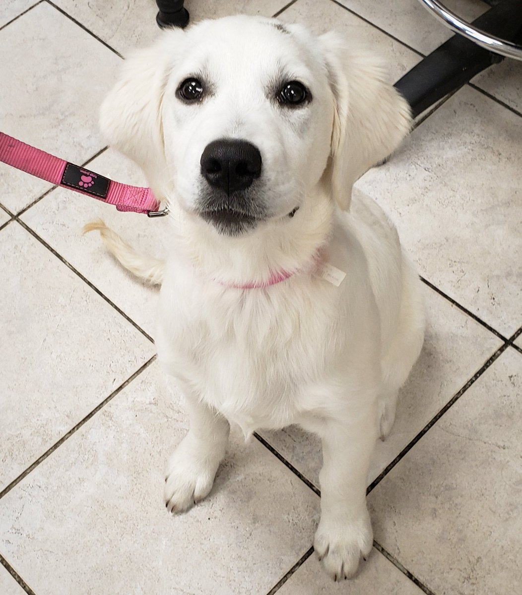AjaxAH's tweet photo. 15 week old Bella the #GoldenRetriever has eyes that make you melt...
💕👁️👁️💕
Her first visit with Dr. Lindsay set her up with booster vaccinations &amp; her parasite prevention treatments.
#welcomeBella
#preventivevetcareisthebestcare
#veterinarian #vetcare #healthypuppy #petcare https://t.co/NXbEalUlzq