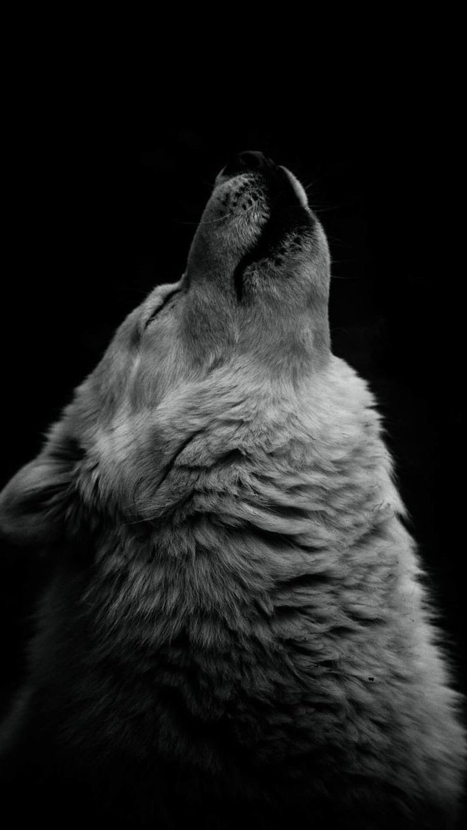 Polaarr18's tweet photo. Wallpapers /wolf https://t.co/Z1vjOwVZz2