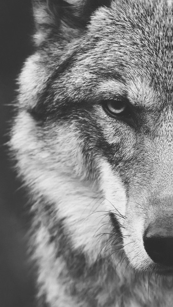 Polaarr18's tweet photo. Wallpapers /wolf https://t.co/Z1vjOwVZz2