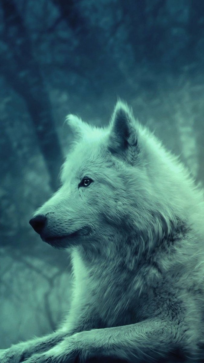 Polaarr18's tweet photo. Wallpapers /wolf https://t.co/Z1vjOwVZz2