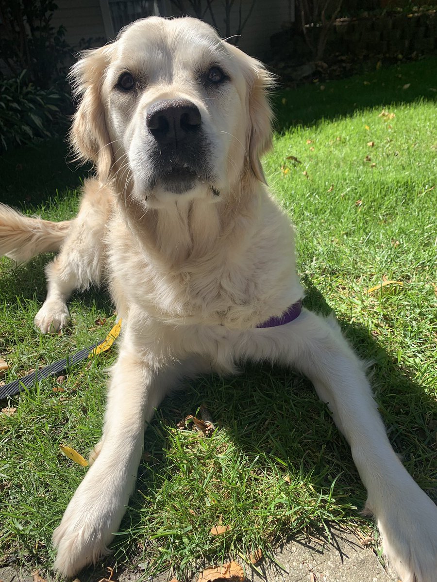 DGercise's tweet photo. Daisy is soaking up all the sunshine today!! Get outside and enjoy the sun everyone!!💛🐶 #sunshineyday #daisy #daisythedog #goldenretrievergram #happythursday #wedontwantwinterback #hellosunshine #heyydaisy #DOGercise https://t.co/30bI5K7Hn6