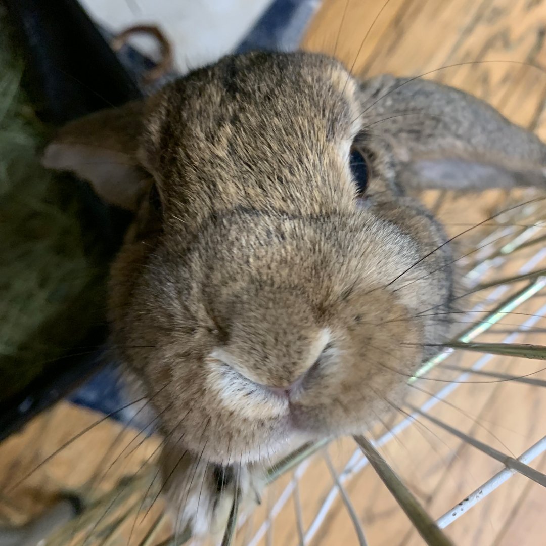 atlantapetlife's tweet photo. The Georgia House Rabbit Society, which has a shelter in Marietta, has rescued more than 3,500 rabbits since its formation in 1996, and it’s the only rescue of its kind in the Atlanta area. 
.
If you're interested in a bunny buddy, read more here: https://t.co/nlClAp6iwX
🐰❤️ https://t.co/NYCbbgO2Tl