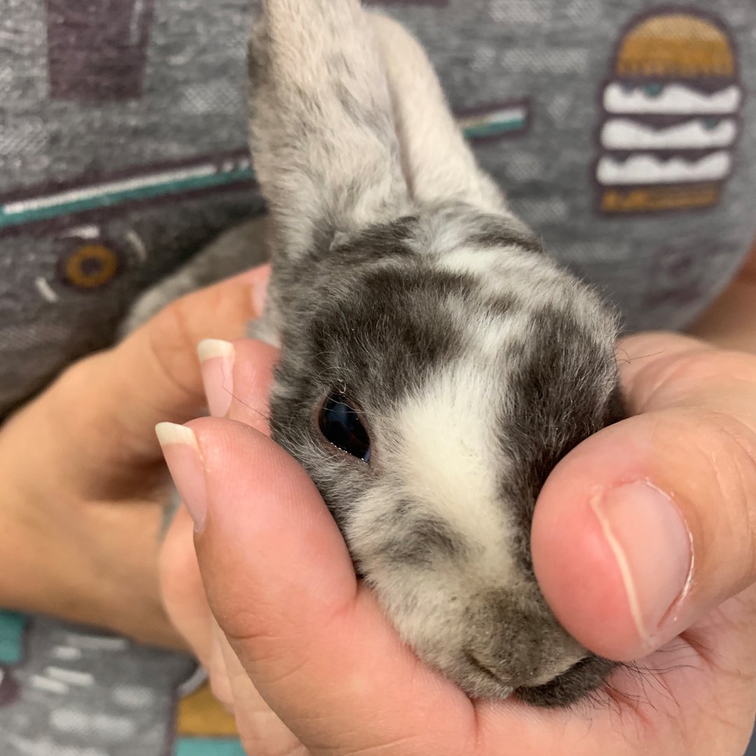 atlantapetlife's tweet photo. The Georgia House Rabbit Society, which has a shelter in Marietta, has rescued more than 3,500 rabbits since its formation in 1996, and it’s the only rescue of its kind in the Atlanta area. 
.
If you're interested in a bunny buddy, read more here: https://t.co/nlClAp6iwX
🐰❤️ https://t.co/NYCbbgO2Tl