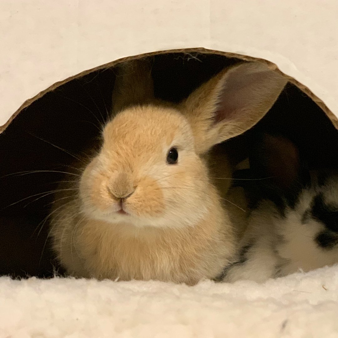 atlantapetlife's tweet photo. The Georgia House Rabbit Society, which has a shelter in Marietta, has rescued more than 3,500 rabbits since its formation in 1996, and it’s the only rescue of its kind in the Atlanta area. 
.
If you're interested in a bunny buddy, read more here: https://t.co/nlClAp6iwX
🐰❤️ https://t.co/NYCbbgO2Tl