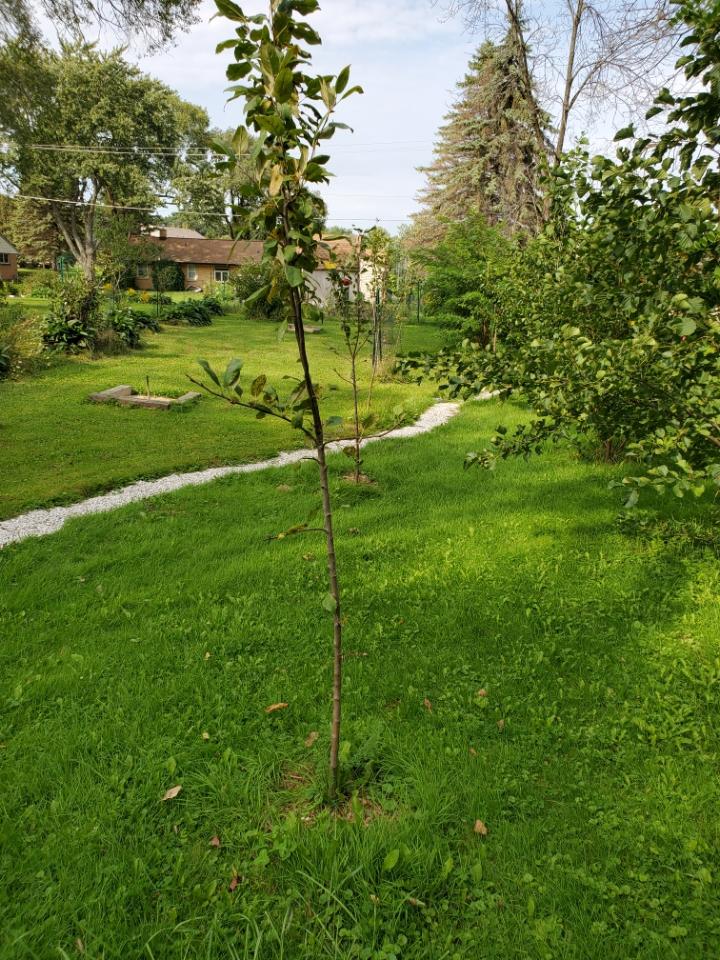 OrchardBrookWI's tweet photo. Our dwarf apple tree row! #growyourownfood #autumn https://t.co/XaqferYWf5