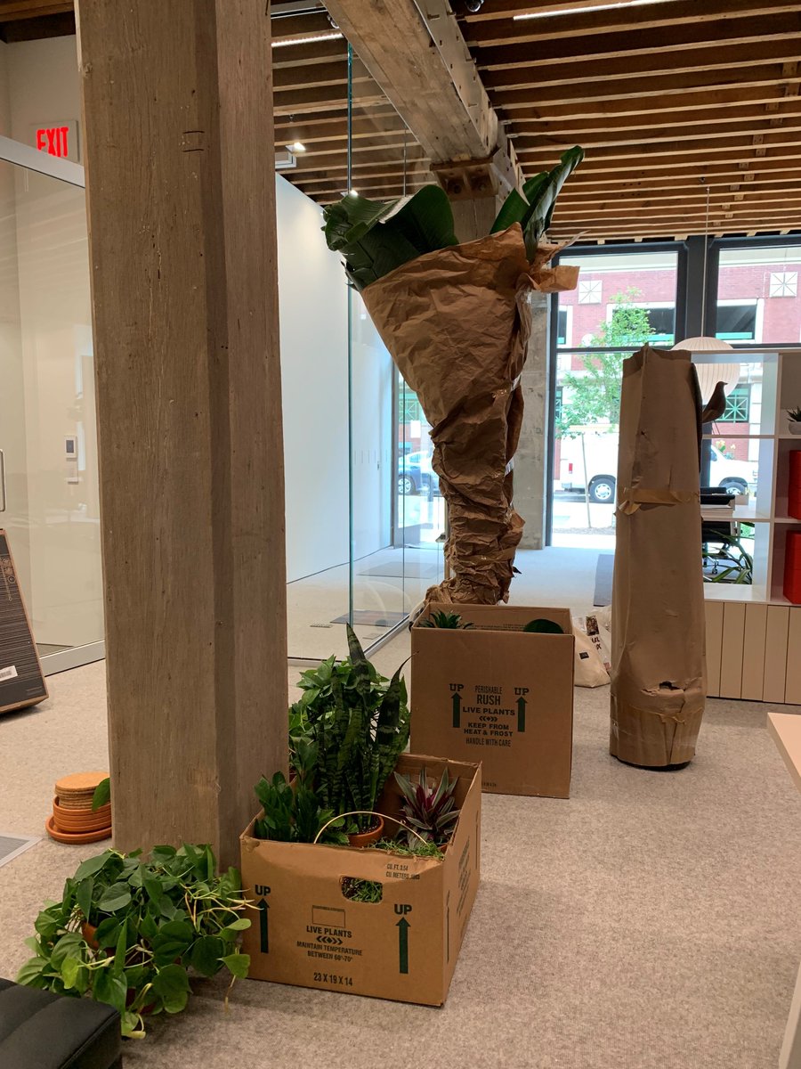 TrellisWestMI's tweet photo. It’s starting to feel a whole lot “homier” at our new Trellis headquarters in downtown Grand Rapids as we welcome some greenery into our space! The plants—as well as our new home—will be “unveiled” soon as part of our grand opening! Stay tuned. #TrellisGR #GreenIsGood 🏠 https://t.co/t8QkOdK0C1