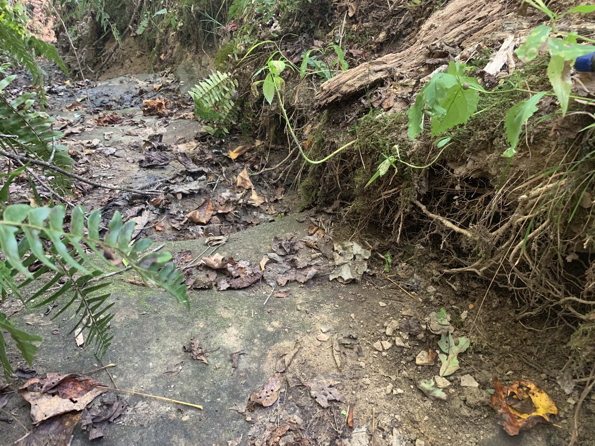TimberTweets's tweet image. After four years of tracking rattlesnakes at our study site, truly surprising behaviors pop up less frequently, but #Skeate is hanging out under the bank of this stream bed and that’s a new one for me! #SciComm @OSUEnvironment @Peterman_Lab