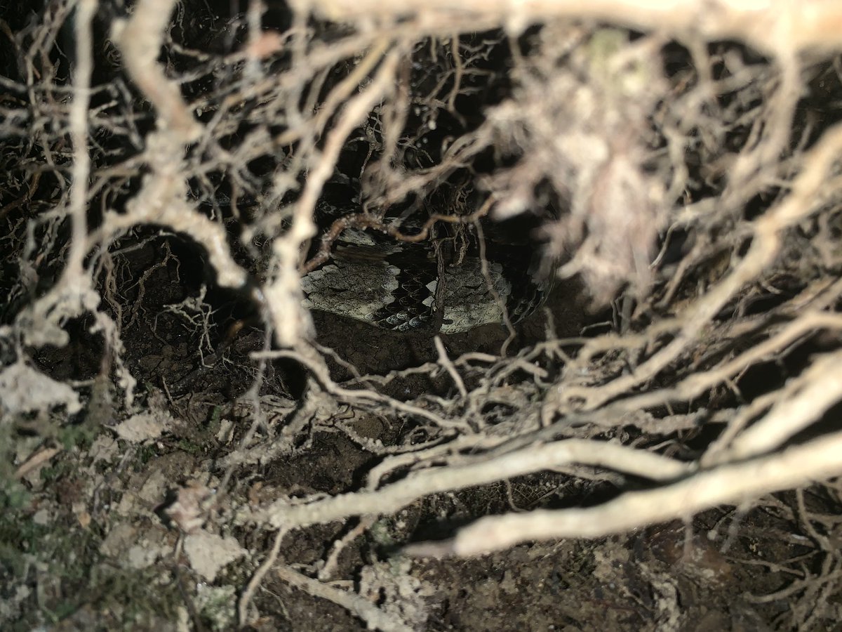Timber Tweets (@timbertweets) on Twitter photo After four years of tracking rattlesnakes at our study site, truly surprising behaviors pop up less frequently, but #Skeate is hanging out under the bank of this stream bed and that’s a new one for me! #SciComm <a href="/OSUEnvironment/">School of Environment and Natural Resources (SENR)</a> <a href="/Peterman_Lab/">Peterman Lab</a> After four years of tracking rattlesnakes at our study site, truly surprising behaviors pop up less frequently, but #Skeate is hanging out under the bank of this stream bed and that’s a new one for me! #SciComm <a href="/OSUEnvironment/">School of Environment and Natural Resources (SENR)</a> <a href="/Peterman_Lab/">Peterman Lab</a>