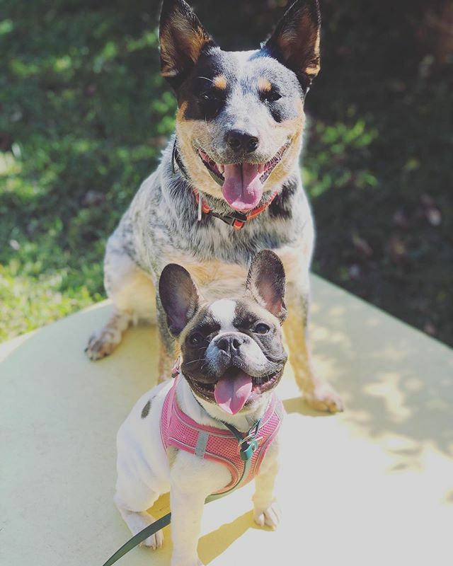 Opportunity Barks tweet media