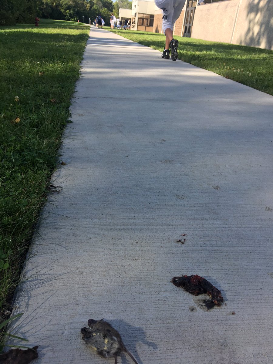 mrkoskinen's tweet photo. Walking in from football practice and found this. Any guesses to how long it’s been deceased.  Also, found this bird and don’t think it’s native to Michigan. #postmorteminterval #forensicscience https://t.co/hlP5TahLAX