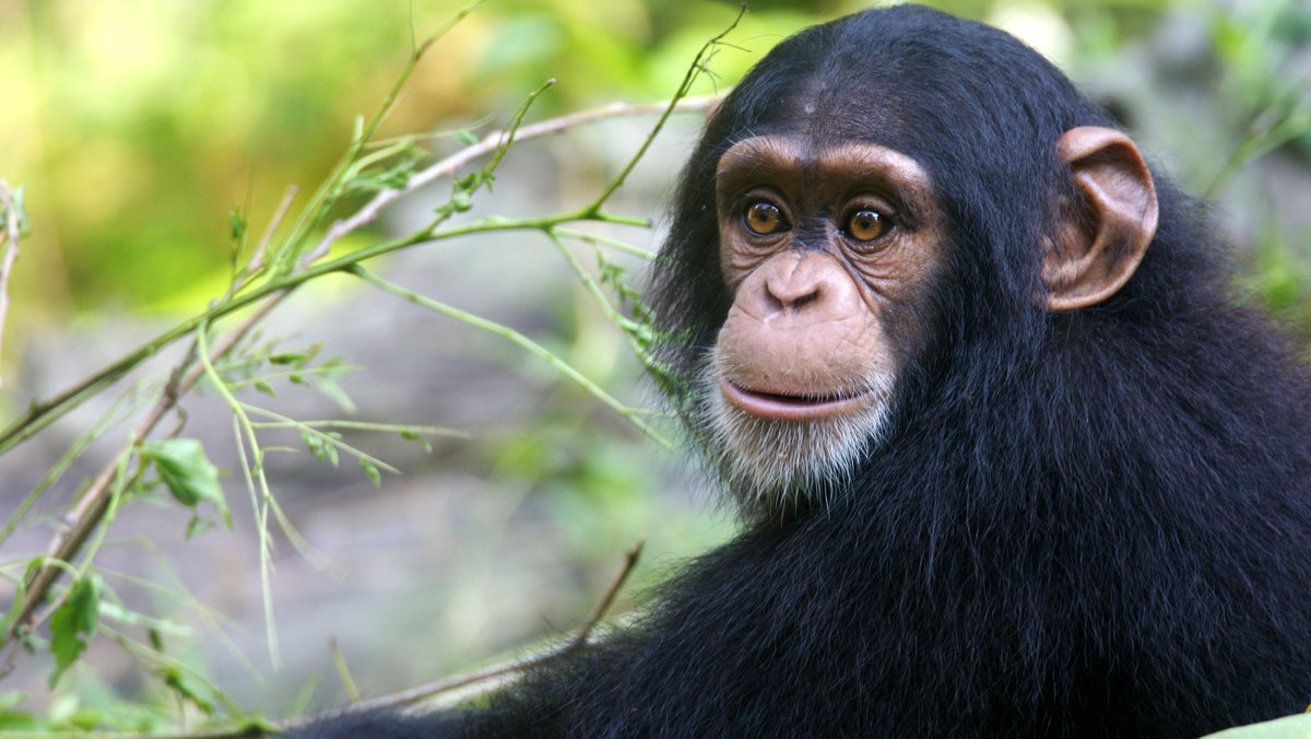 Sphere_OI's tweet photo. Using footage of wild chimpanzees in Guinea, #DeepLearning has successfully tracked individual chimps with #FacialRecognition. This #AI breakthrough changes the way scientists can study and observe the apes.
 
https://t.co/vjuaAPRKSG
#AI #CNN #DL https://t.co/sRhzalt0aS