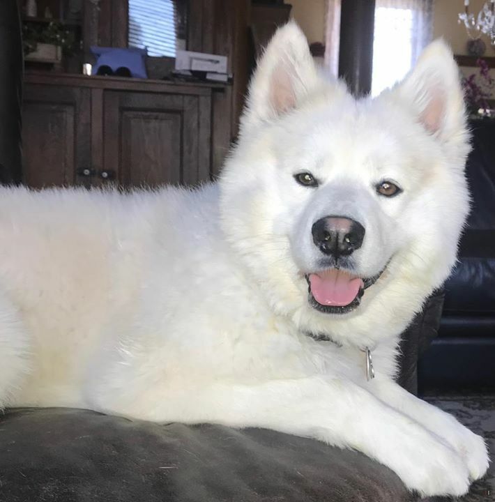 LostDogsIL's tweet photo. We are happy to hear Dakota from #DavisJunction #IL is home safe & sound after being in an accident with his family. Message: "Dakota was found by two ladies who saw him in a field and they got a cup of peanut butter and he walked right to him! The whole town so helpful!" Mi… https://t.co/Xxm7TR7Vza
