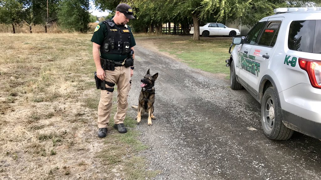 YakimaSheriff's tweet photo. #K9Zuza with another capture! No bite just good verbal “barking” skills. The suspects were so intimidated they surrendered without incident. Two more felons arrested during
#OPERATION_INVICTUS #FurMissile #LandShark #PNVOTF #SaferCommunity #DeputySheriff #YakimaSheriff https://t.co/kfrTRRyjxX