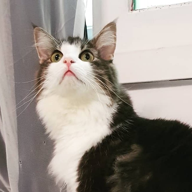 very_rude_cat's tweet photo. 삼각김밥에 내리앉은 벚꽃 두 잎 같고 🥰 https://t.co/ZdFrgIZnP9