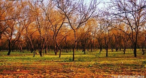 SudaneseCulture's tweet photo. Al-Sunut Forest, Khartoum, Sudan
#SudaneseCulture 

 غابة السُنط, الخرطوم, السودان
 #ثقافة_سودانية https://t.co/0q3hbADGG9