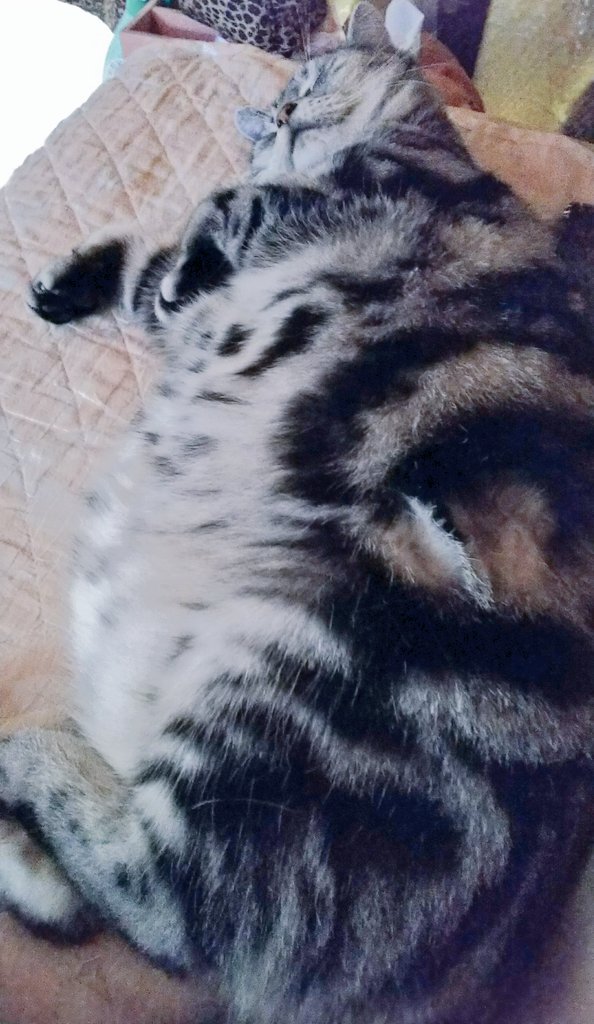 リアルにゃんこ先生