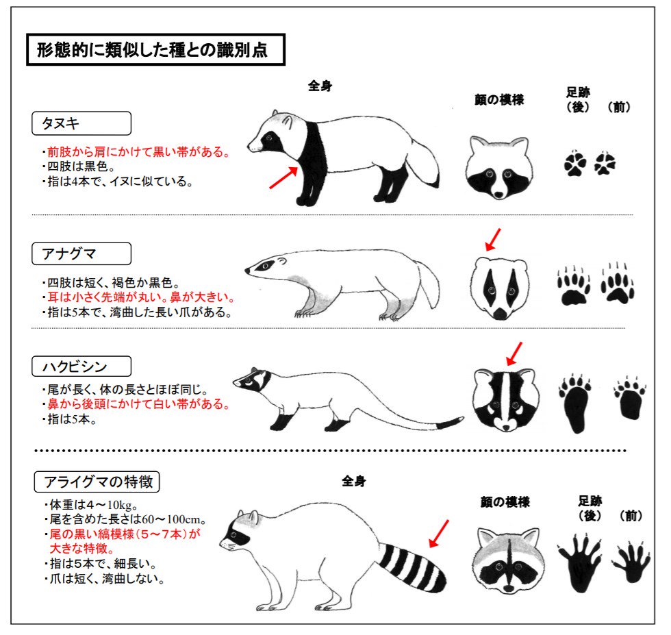 植木屋けやきチャンネル アナグマとハクビシンの顔の模様がロック