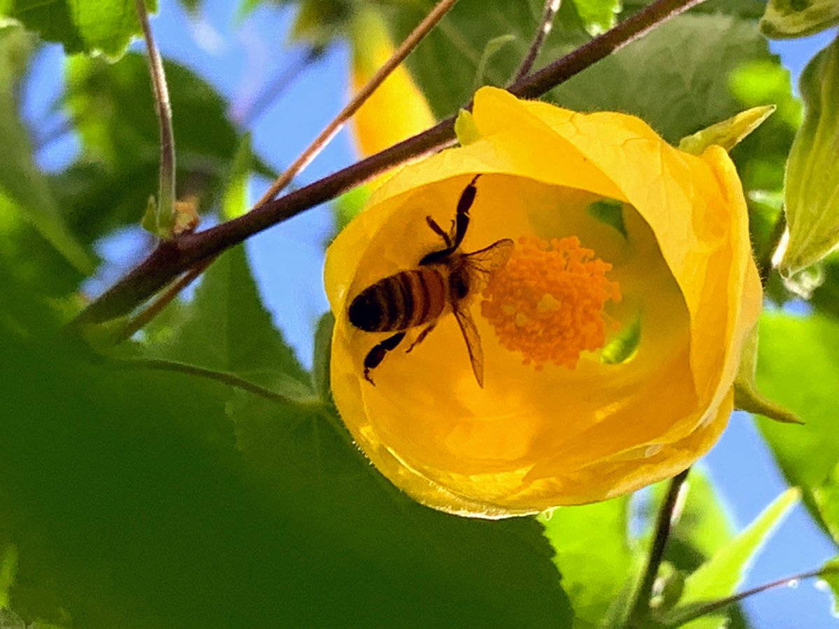 SQLPioneer's tweet image. I love my back yard! #bees