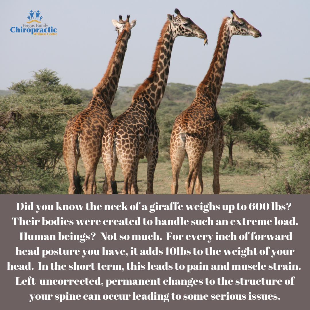 FergusFamChiro's tweet photo. Did you know?  #giraffe #bodies #humans #help #chiropractic #chiropractor #health #wellness #care #chiropracticcare #spinalhealth #spinalissues #spinalchord #nervoussystem #forwardposture #posture #weight #pain #musclestrain #spine #serious #issues #everyone https://t.co/oAFL48PbZi