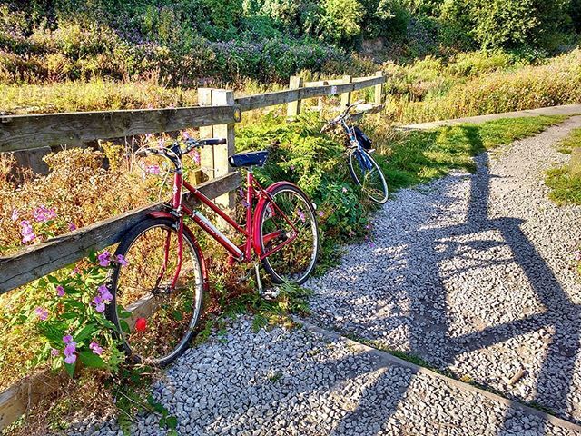 JohnSavidi's tweet photo. Last of the summer wine

#VindecAtlantic #Bicycle  #TriumphTrafficMaster #Velo #VintageBike #RetroRide #CityBike #VintageVelo #Triumph #Vindec #Cycle #Landscape #Cloudscape #JohnnyKiev https://t.co/VhVMy8BjwL https://t.co/rPcuqhXyNz