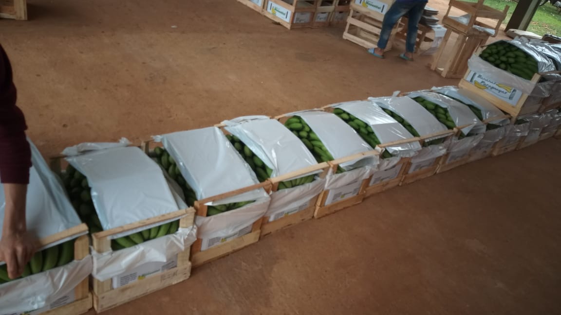 ComercialMag's tweet photo. El @magparaguay  a través de la Dirección de Comercialización y mediante la Coord. de Apoyo a la Comercialización de Prod Agropecuarios; REACTIVA la comercialización de banana🍌 al mercado argentino🙌

#Paraguay #banana #exportacion https://t.co/sDRrn49F2U