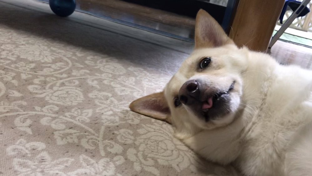 雑種犬マロンと拾い猫ハナ 朝からぶりっ子してます 雑種犬マロンと拾い猫ハナ 朝からぶりっ子してます