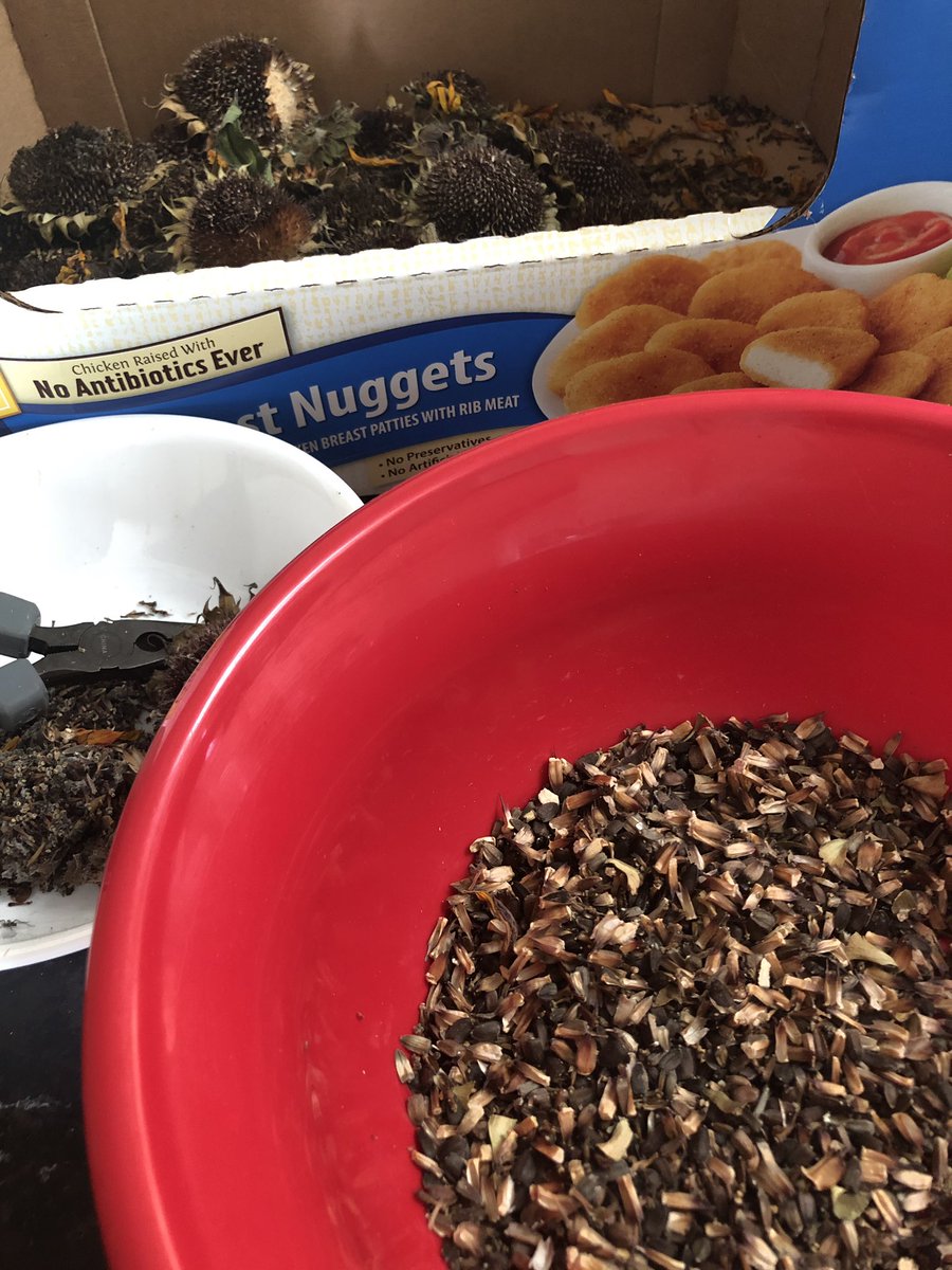 lisabeesims1's tweet photo. I think I’ll grow my own birdseed the pioneer woman wannabe said. A fine organic winter repast for her fine feathered friends and their squirrely companions. #thisissohard #thisissomessy #solittleseedsomuchwork #nextyearibuyitfromwalmart https://t.co/pHZBS9iq2M