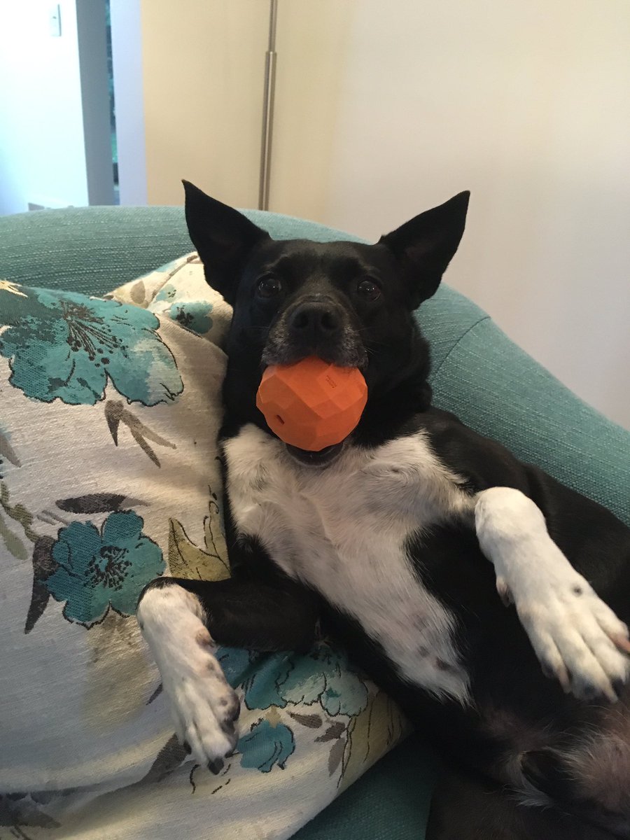 cosmopolitanK9's tweet photo. One of my favorite healthy snacks @zee_dog https://t.co/Giy2WcjDTZ