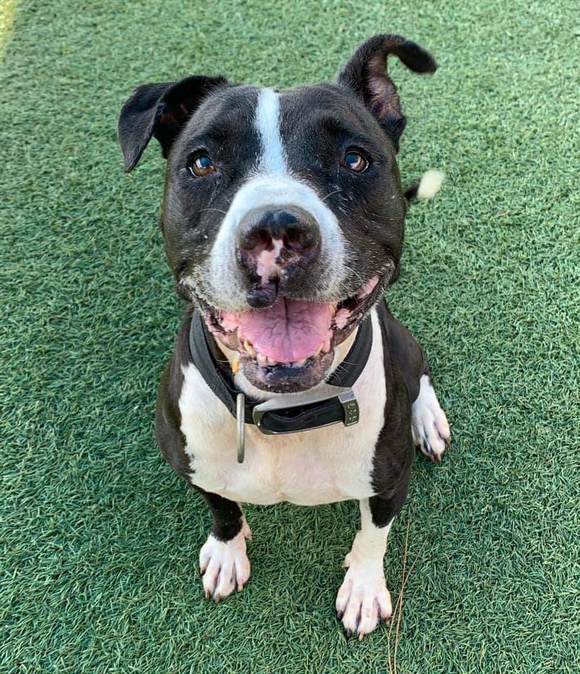 Orlando-Urgent Dogs tweet media