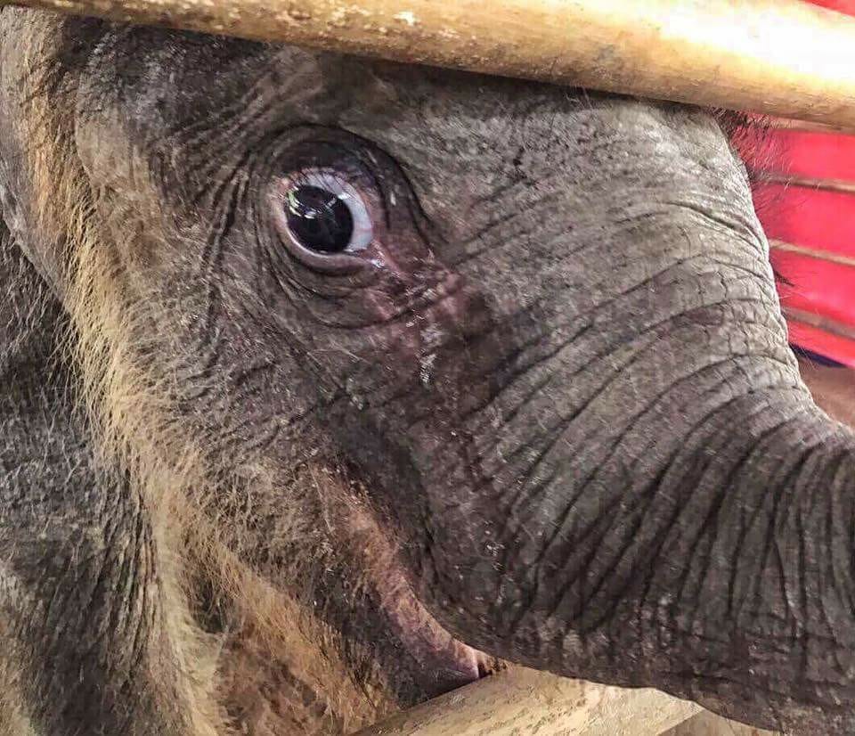 Diana Munoz tweet media