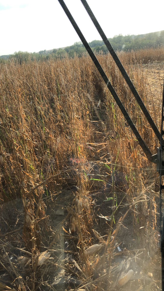 Twgrable's tweet photo. The mandatory day 1 of harvest post      #harvest19 https://t.co/ibSSd22rlX
