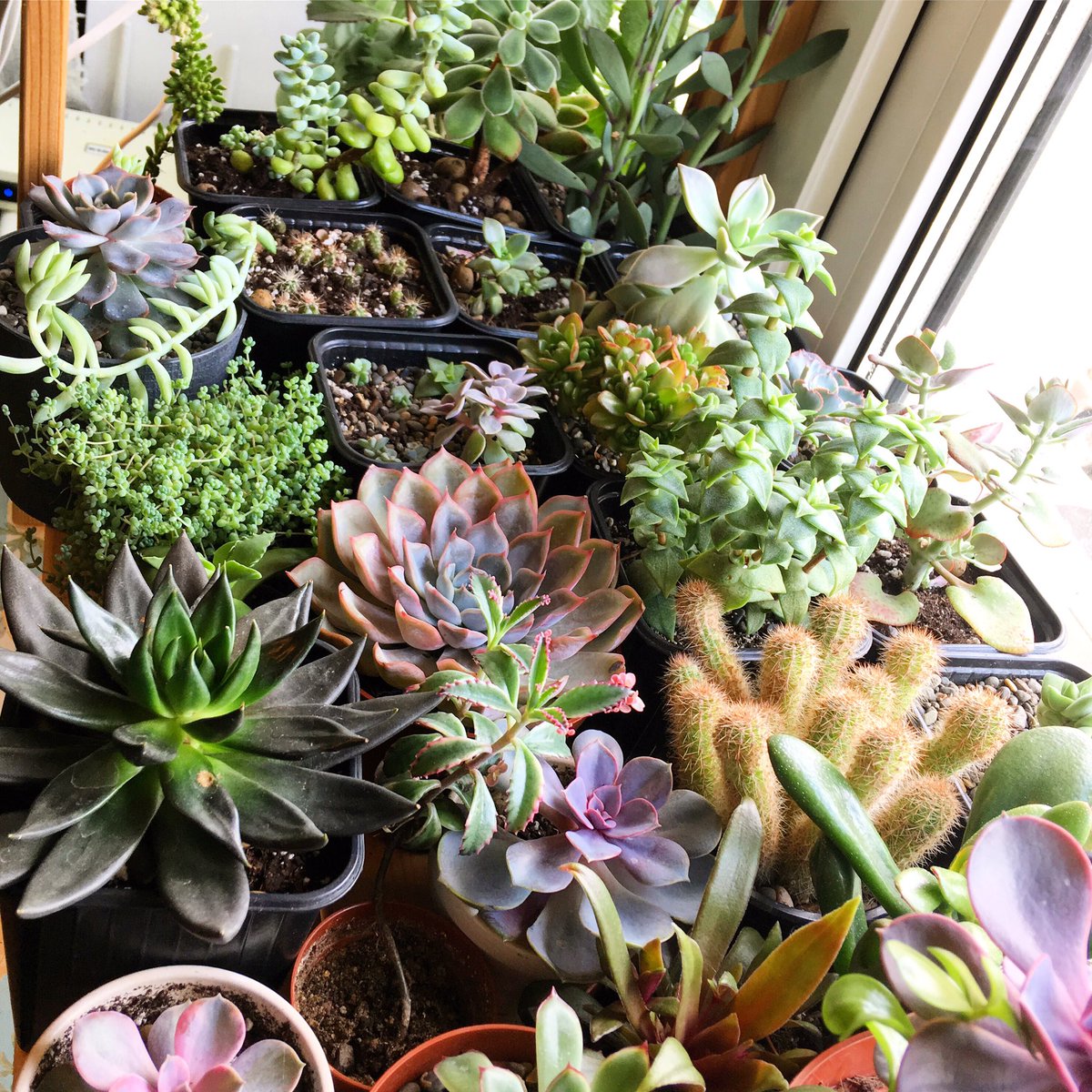 BetsyPlants's tweet photo. there is always not enough space...🙈

#betsysplants #succulents #echiveria #crassula #sedum #succulent #суккуленты #суккулент #plants https://t.co/ADAj0GYuhd