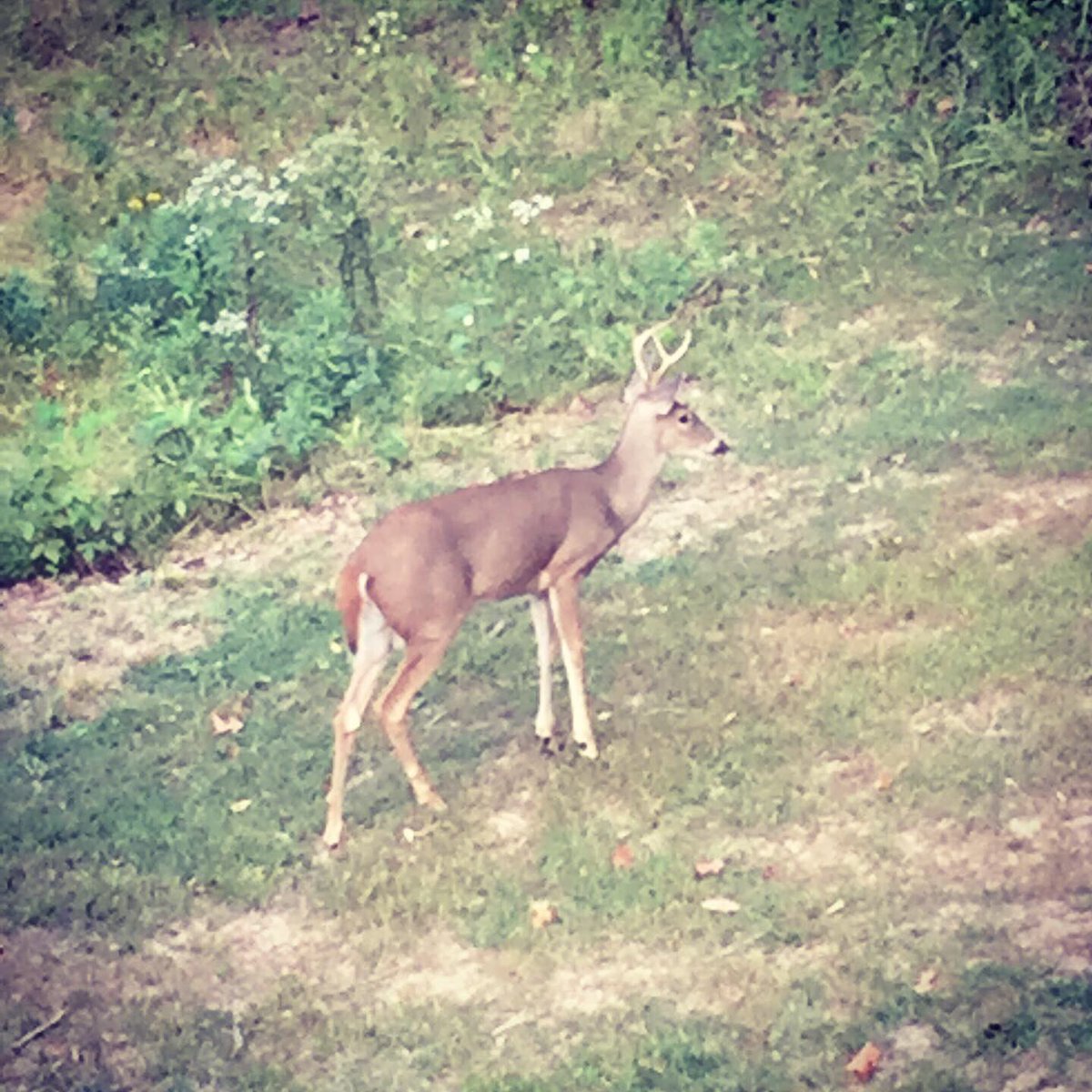 kkrause99's tweet photo. Hello ๐๐ป #backyarddeer https://t.co/xj7KYgreIx