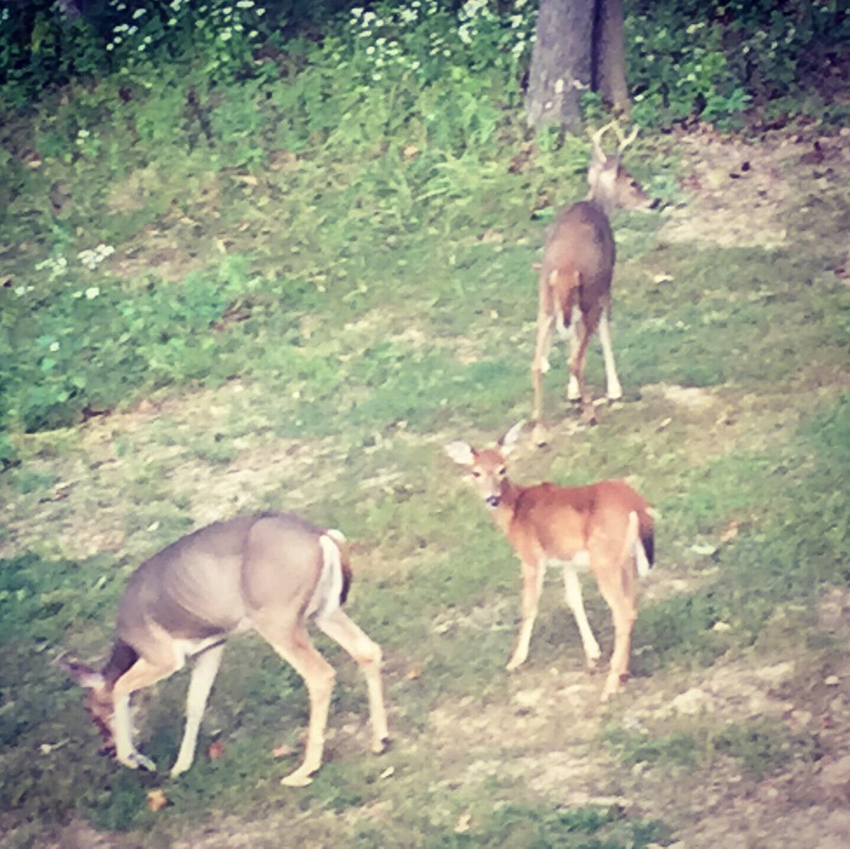 kkrause99's tweet photo. Hello ๐๐ป #backyarddeer https://t.co/xj7KYgreIx