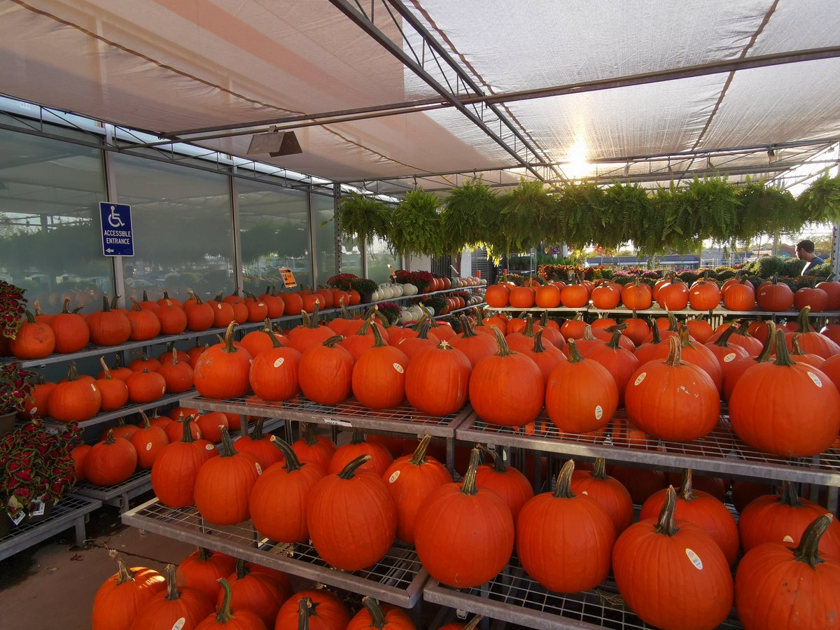 christinegirou2's tweet photo. Pumpkins galore!!! π My happy place #workdisplay #homedepot https://t.co/R68qsfIPd8