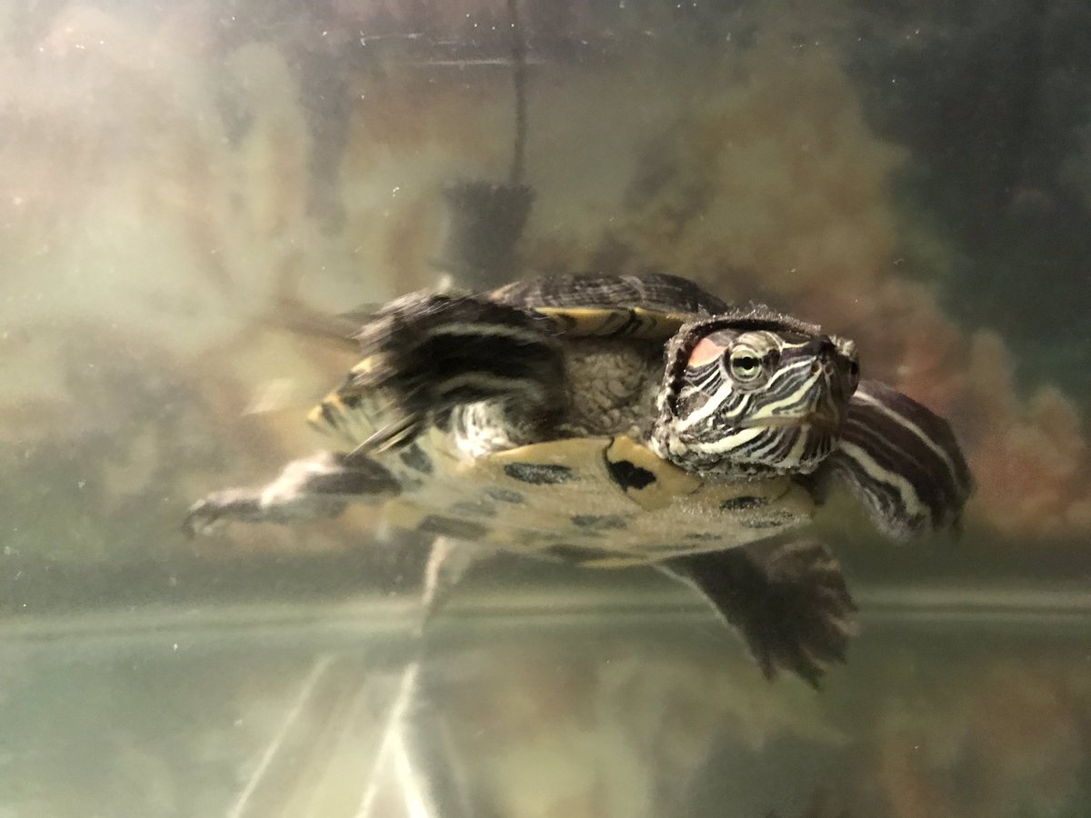 Van_Dessel's tweet photo. I may have just had a mega gulp of super dirty turtle water shot into my stomach, nose & lungs while siphoning the tank. But Murray’s got clean water again and boy is he happy. #hopeIlive https://t.co/Q1Aw6tRnW2