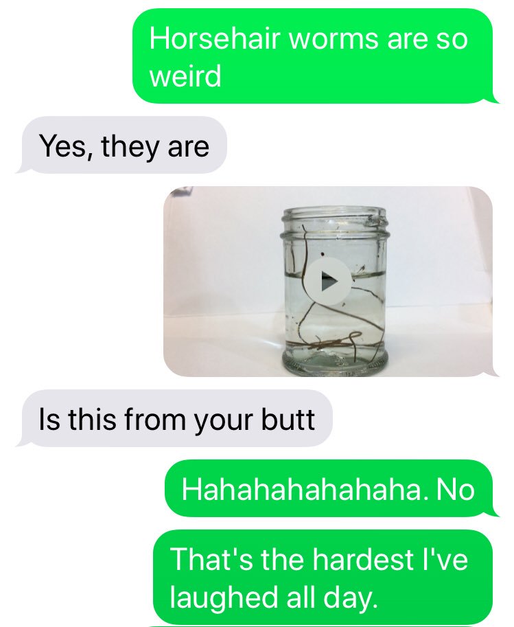 JodyBugsMeUNL's tweet photo. Conversation between me & #pestfriend @bugmanjon the other night after a parasitic horsehair worms escaped the body of a mind-controlled field cricket. https://t.co/vlImkDkPXZ