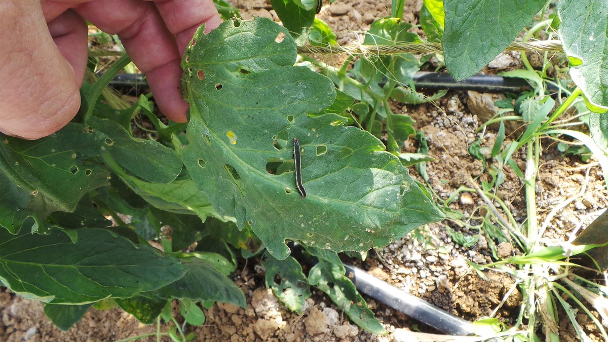 Penn State Extension Veggies, Berries, Mushrooms tweet media