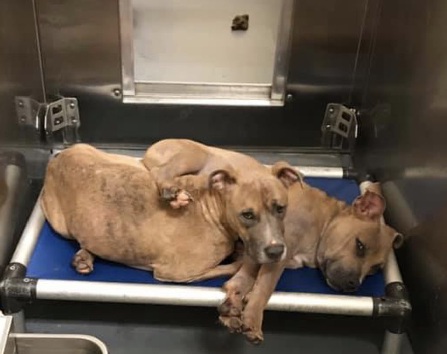 reddogsusie's tweet photo. #TN #MEMPHIS 
🆘🆘BONDED PAIR CONFISCATED 4 CRUELTY AutumnGlory 2yo girl hw+ &amp; Grimes 8mo boy hw- After a rotten life all they have left is each other! Pls don’t let them die together! #ADOPT #PLEDGE #ESCUE #FOSTER #A317087 #A317088
https://t.co/lt0zf3VrJz
https://t.co/i3s7gF0zso https://t.co/pvLj9E1fHo