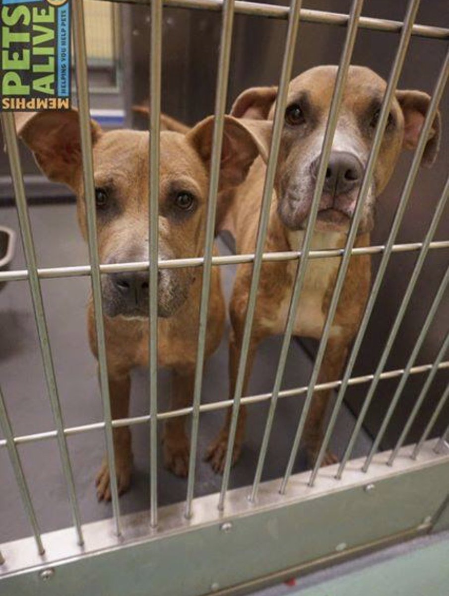 reddogsusie's tweet photo. #TN #MEMPHIS 
🆘🆘BONDED PAIR CONFISCATED 4 CRUELTY AutumnGlory 2yo girl hw+ &amp; Grimes 8mo boy hw- After a rotten life all they have left is each other! Pls don’t let them die together! #ADOPT #PLEDGE #ESCUE #FOSTER #A317087 #A317088
https://t.co/lt0zf3VrJz
https://t.co/i3s7gF0zso https://t.co/pvLj9E1fHo