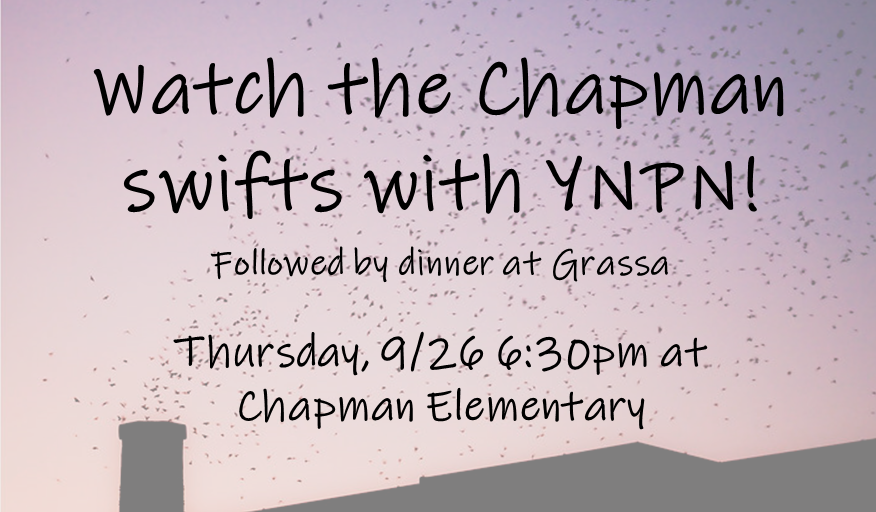 YNPNportland's tweet image. Join us for a #swiftwatch next Thursday at Chapman Elementary! Learn more &amp;amp; sign up here: bit.ly/YNPNswiftwatch