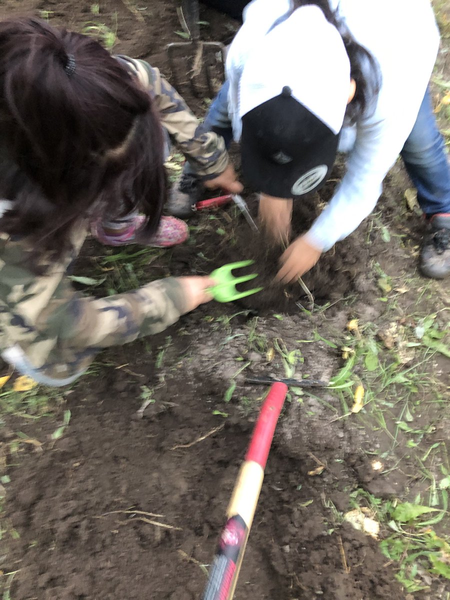 MichaelRobidoux's tweet photo. Nothing better than working with families come pick potatoes from the little community garden. Just under 80 pounds and a whole lot of fun for the kids. Bigger and better next year... https://t.co/Usp2vdnASR