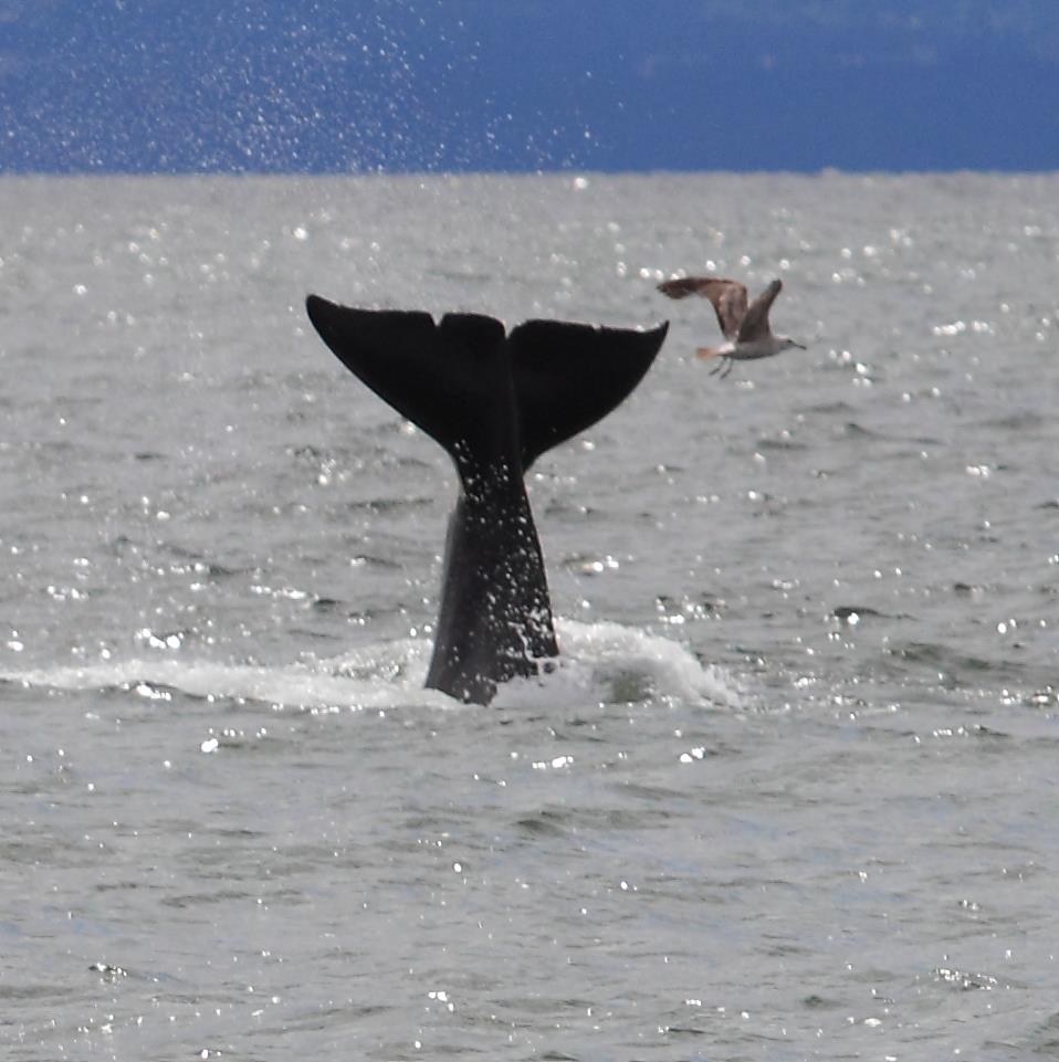SSadventureco's tweet image. Start fall off right with a whale watch join us today! You're guaranteed to see killer whales or grey whales book online over the phone or drop by the office
#comeadventurewithus #killerwhales #greywhales #saltspringadventureco