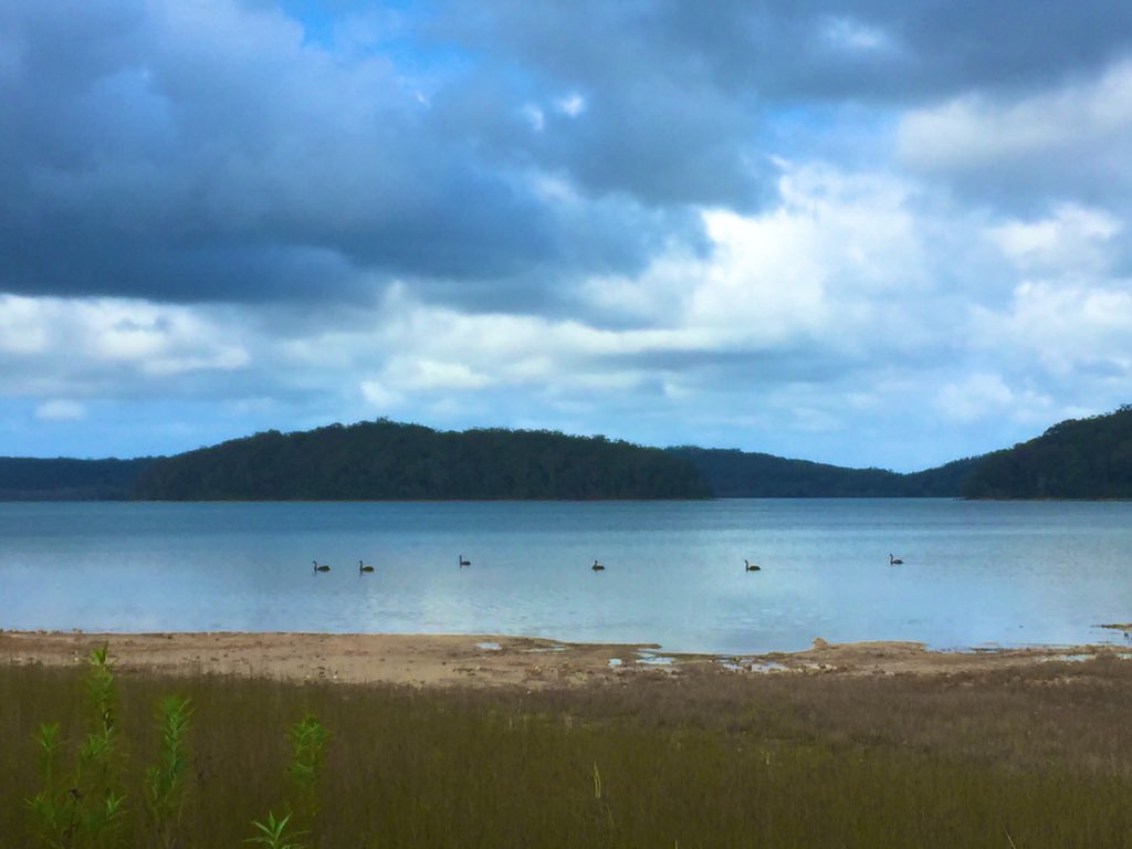 NadineBoulotte's tweet photo. I just saw Black Swans for the first time in my life!!! Yaaay!!
Did you know they are native to #Australia?
#wilderness #animallovers #SmithsLake https://t.co/YSUq89MrjA