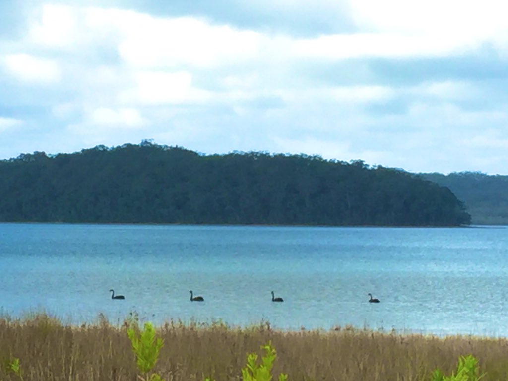 NadineBoulotte's tweet photo. I just saw Black Swans for the first time in my life!!! Yaaay!!
Did you know they are native to #Australia?
#wilderness #animallovers #SmithsLake https://t.co/YSUq89MrjA