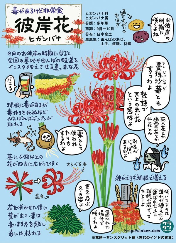 ウラケン ボルボックス 外来いきもの図鑑 好評発売中 植物イラスト図解 彼岸花 T Co Dmtlk8uz9a 秋の彼岸の入りということで この時期全国の墓地や田んぼを真っ赤にインスタ映えさせるあのお花 曼珠沙華 こと彼岸花のイラスト図解と